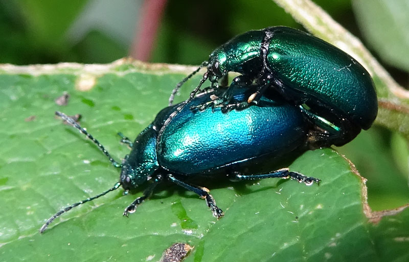 Chrysomelidae. Oreina cfr. cacaliae